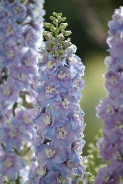 Delphinium Guardian Lavender 2 Litre