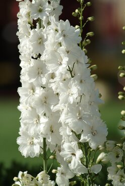 Delphinium Guardian White 2 Litre