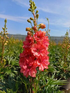 Delphinium 'Red Lark' 2 Litre