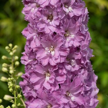 Delphinium Strawberry Fair 2 Litre