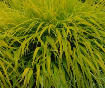 Deschampsia Tatra Gold 2 Litre