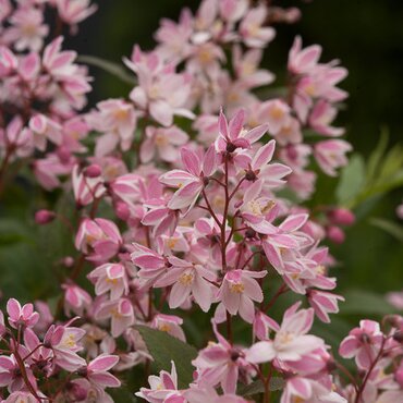 Deutzia Cherry Blossom 3 Litre