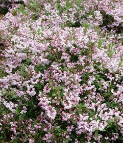 Deutzia Pink Pompom 3 Litre