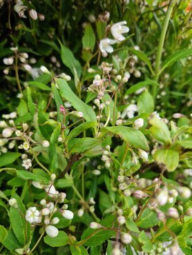 Deutzia Yuki Snowflake 3 Litre