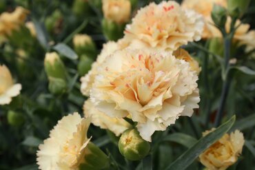 Dianthus Bling Bling 1.5 Litre