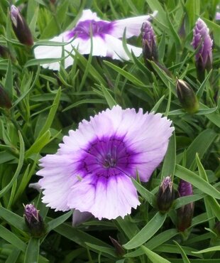 Dianthus Blueberry 6 Pack