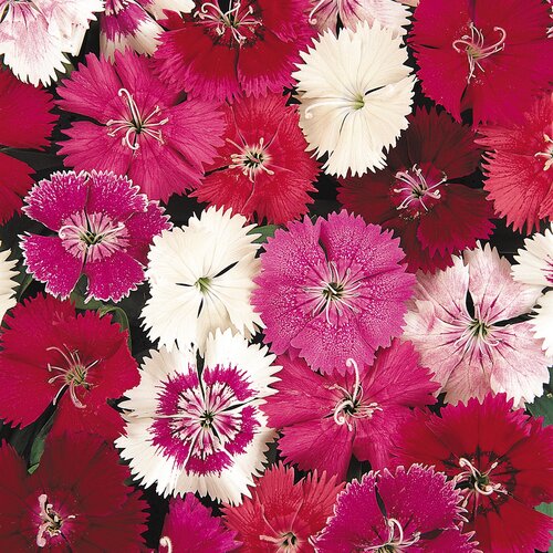 Dianthus Festival 2 Litre