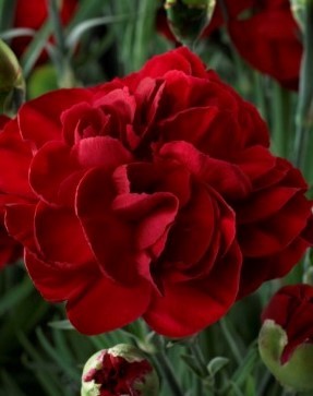 Dianthus Passion 1.5 Litre