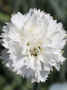 Dianthus Scented Memories 2 Litre