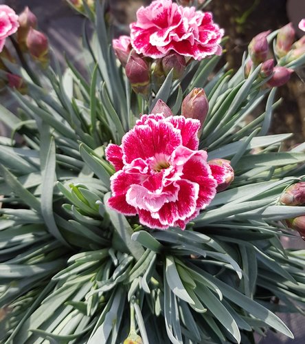 Dianthus Scented Sugar Plum 2 Litre