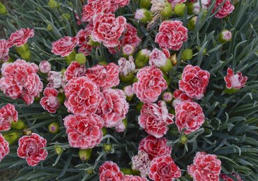 Dianthus Sugar Coral 1.5 Litre