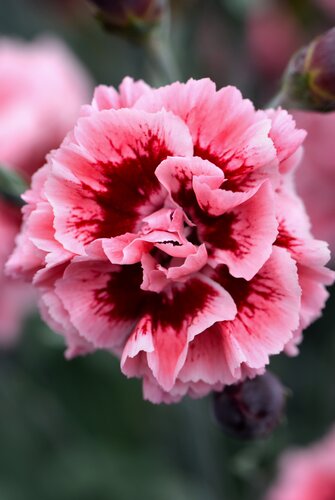 Dianthus Sugar Plum 1.5 Litre