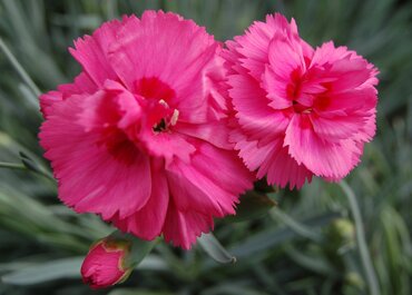 Dianthus Sugar Raspberry 1.5 Litre