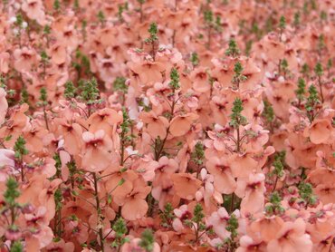 Diascia Aurora Apricot 2 Litre