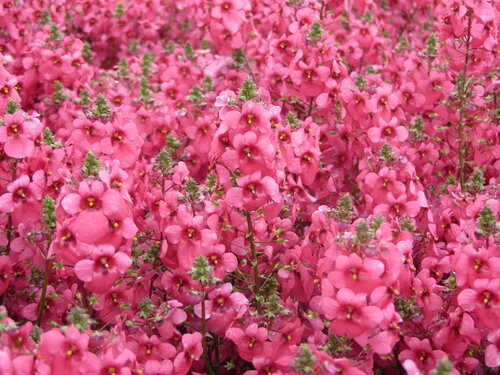 Diascia Aurora Dark Pink 2 Litre