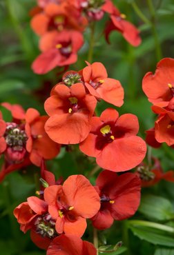 Diascia Diamond Dark Orange Plug