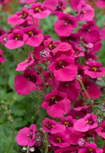 Diascia Diamond Fuchsia Plug