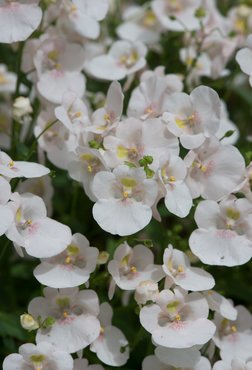 Diascia Diamond White Blush Plug