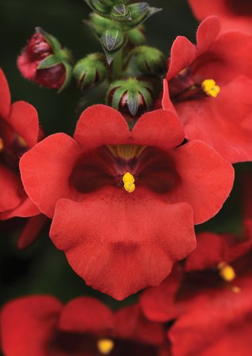 Diascia Juliet Red Plug