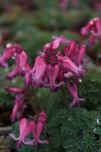 Dicentra Candy Hearts 2 Litre