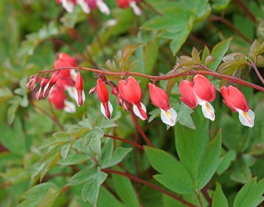 Dicentra spectabilis Valentine 3 Litre