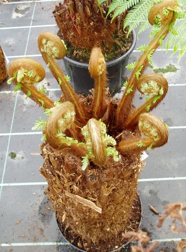 Dicksonia antartica (tree fern) 120cm - image 2