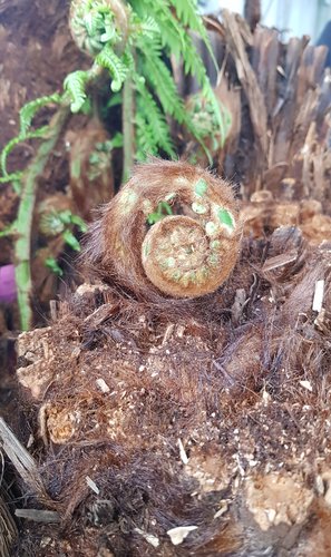 Dicksonia antartica (tree fern) 120cm - image 1