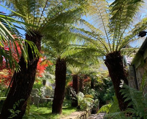 Dicksonia antartica (tree fern) 15cm 6L - image 3