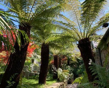 Dicksonia antartica (tree fern) 60cm - image 3