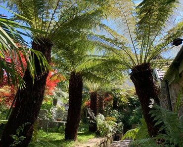 Dicksonia antartica (tree fern) 90cm - image 3