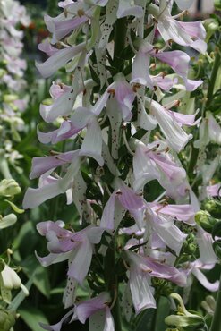 Digitalis Apple Blossom 2 Litre