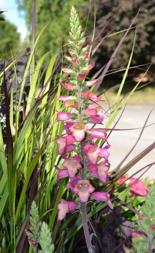 Digitalis Berry Canary 3 Litre