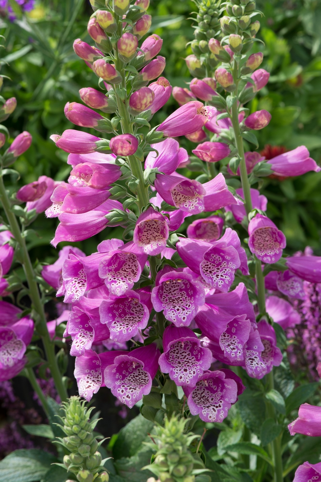 Digitalis Dalmatian Rose 3 Litre - Stewarts Garden Centre