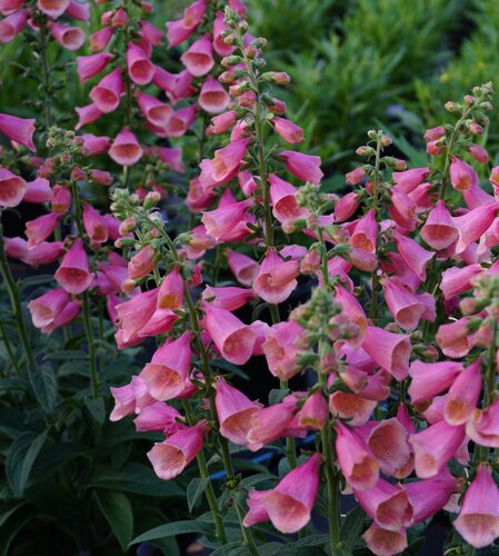 Digitalis Flamingo 3 Litre