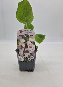 Digitalis Purpurea Virtuoso White 9cm