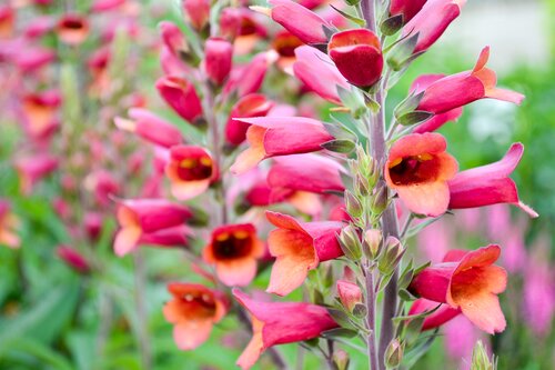 Digitalis Ruby Glow 3 Litre