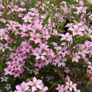 Diosma Pink Diamond 3 Litre