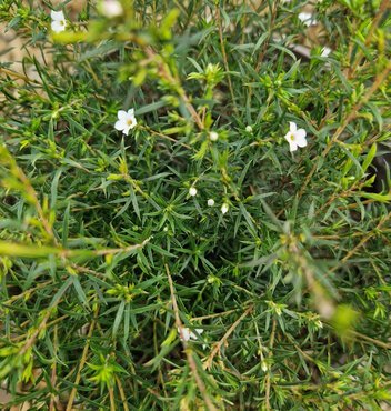 Diosma Pink Fountain 3 Litre