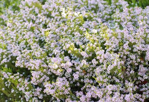 Diosma Sunset Gold 3 Litre