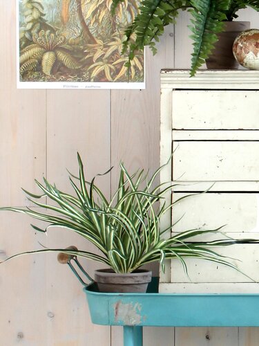 Dracaena White Artificial Plant - image 6