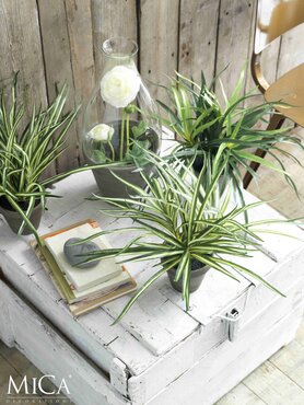 Dracaena White Artificial Plant - image 5