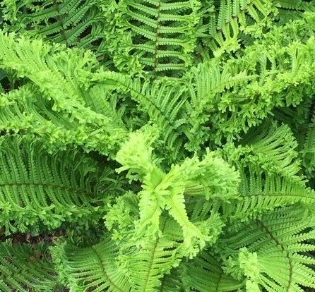 Dryopteris Affinis Cristata 2 Litre