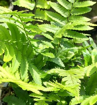 Dryopteris Atrata 1 Litre