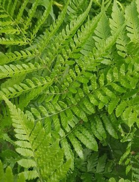 Dryopteris Erythrosoa 2 Litre - image 1