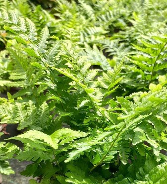 Dryopteris Filix Mas 1 Litre