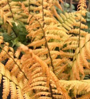 Dryopteris Jurassic Gold 1 Litre