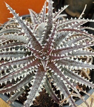 Dyckia Brittle Star 6 Litre