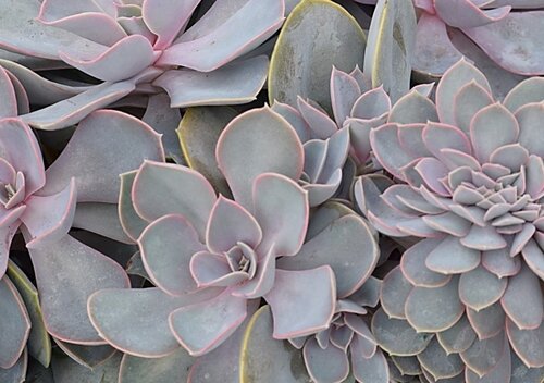 Echeveria Pearl Of Nuremberg 11cm