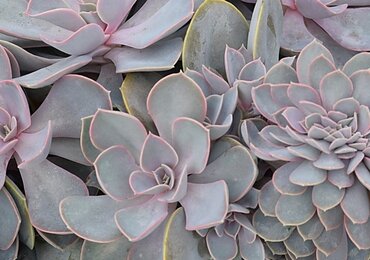 Echeveria Pearl Of Nuremberg 11cm