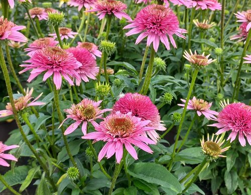 Echinacea Butterfly Kisses 3 Litre